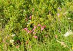 2014-07-05_Laengental-N-Hochweg (795)b. JPG